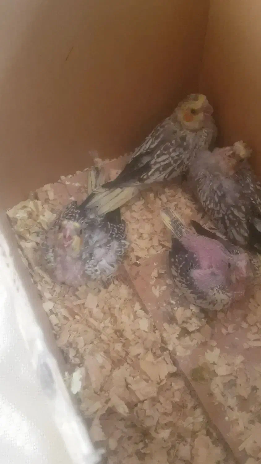 باسلام تعدادی جوجه عروس سرلاکی|پرنده|تربتحیدریه, داروپخش|دیوار