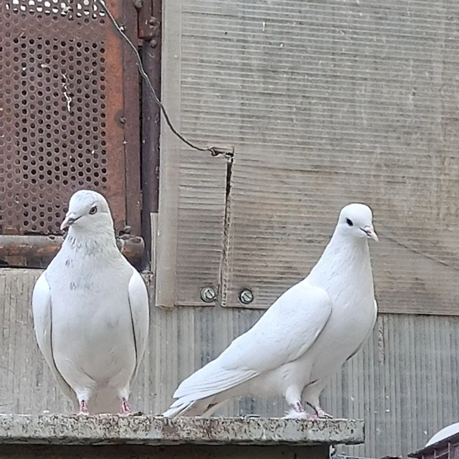 یجفت نروماده|پرنده|اصفهان, شاهد|دیوار