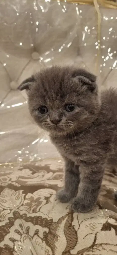 اسکاتیش بلو|گربه|رشت, لاکانی|دیوار