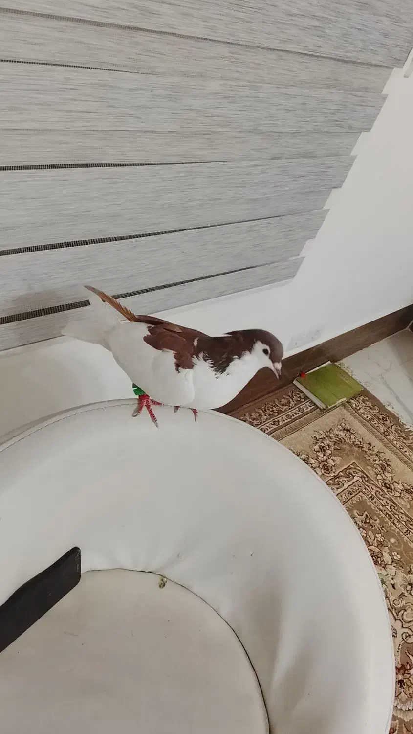 رنگه خوب هوایی چپ. وخال هردونر|پرنده|تربت جام, جامی|دیوار