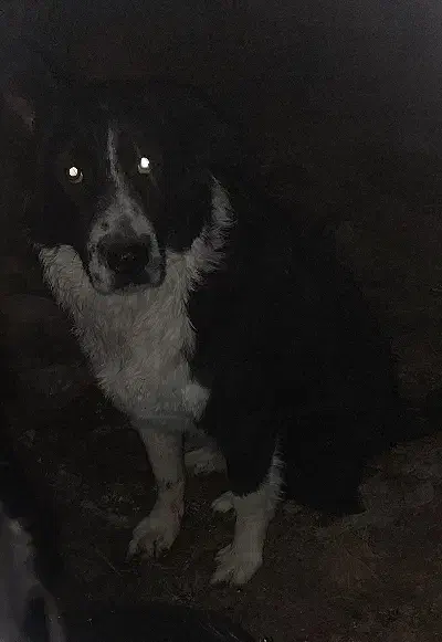 سگ ماده|سگ|شیراز, شهرک مدرس|دیوار