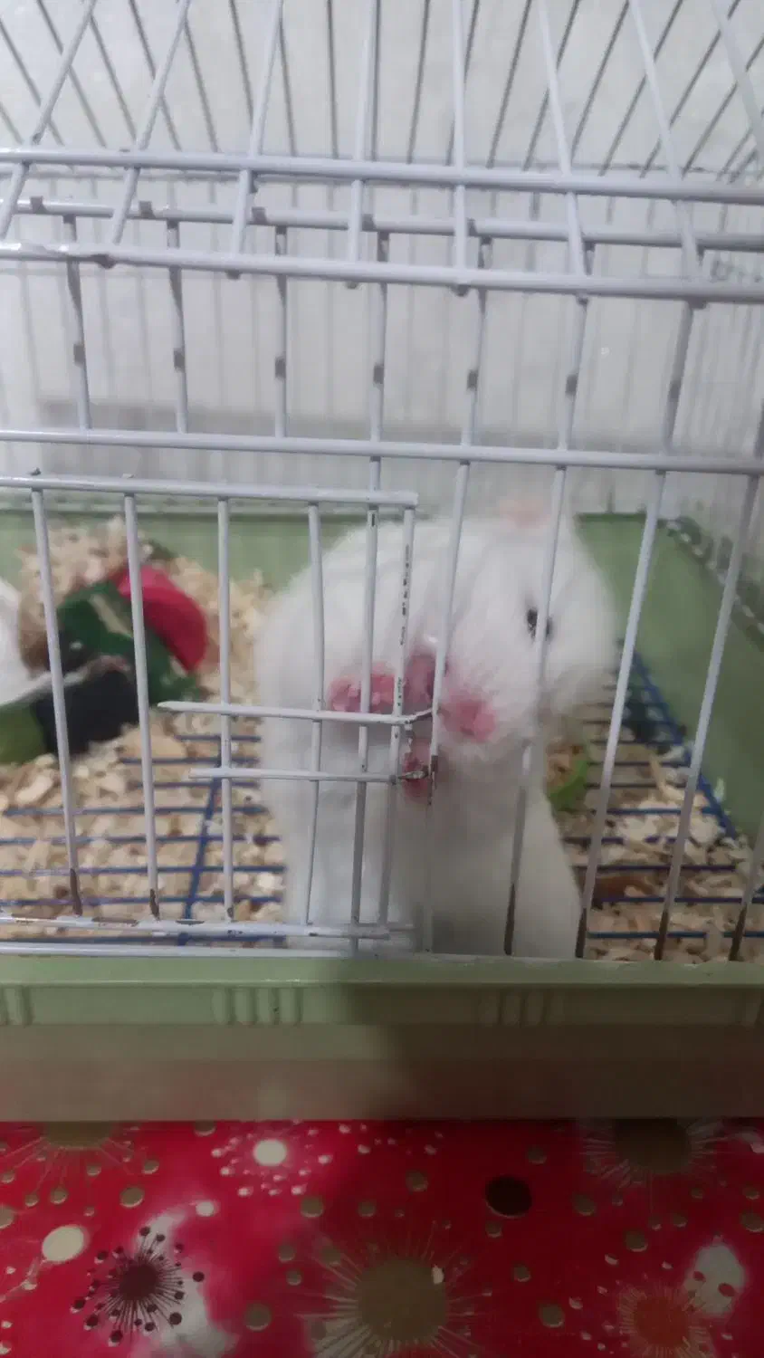 همستر سوری ماده|موش و خرگوش|تهران, مختاری|دیوار