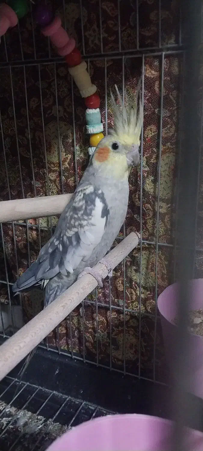 عروس هلندی مولد آماده جفت کردن|پرنده|فلاورجان, |دیوار