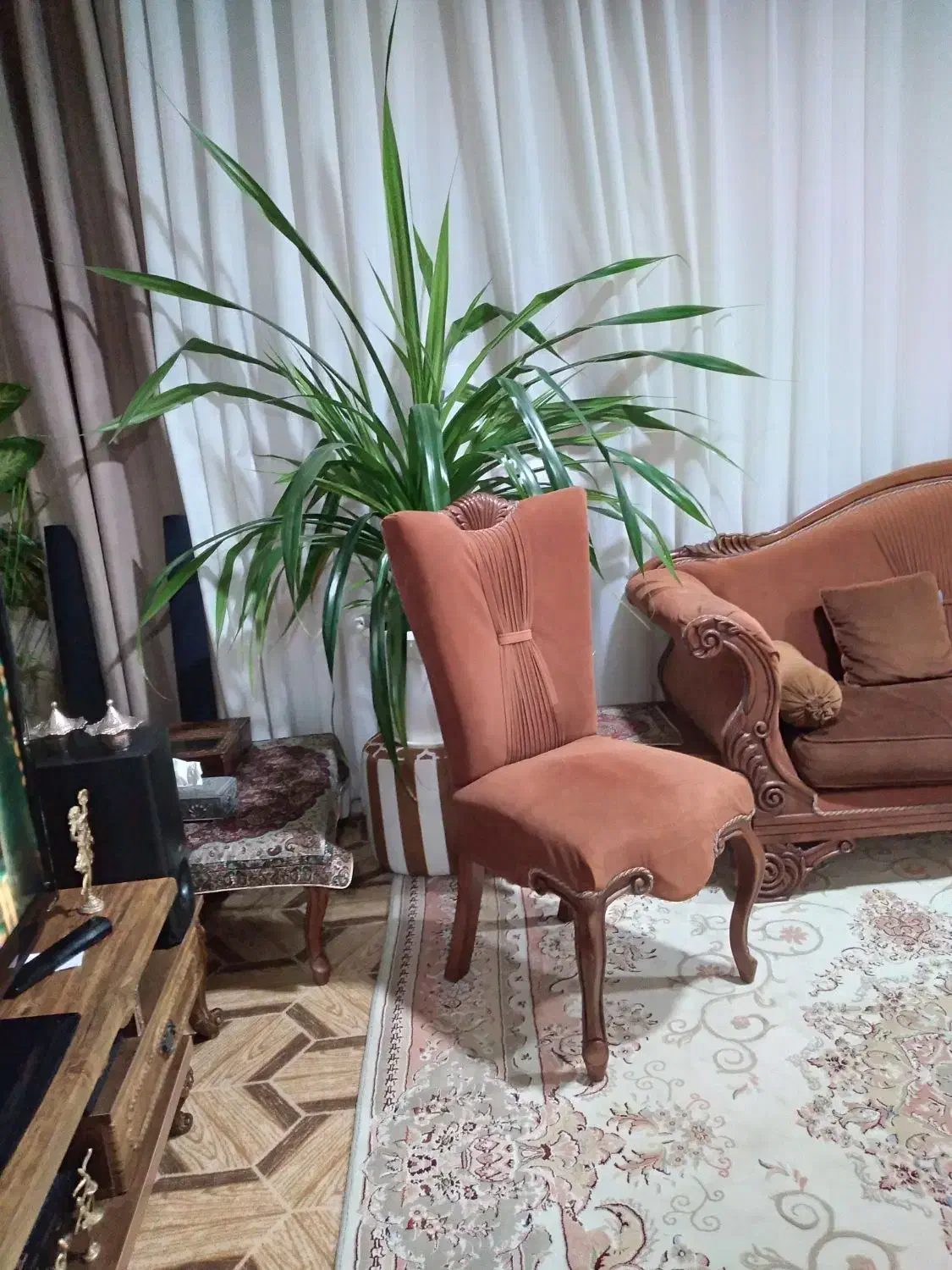 گل آپارتمانی پاندانوس|گل و گیاه طبیعی|هشتگرد, هشتگرد قدیم|دیوار