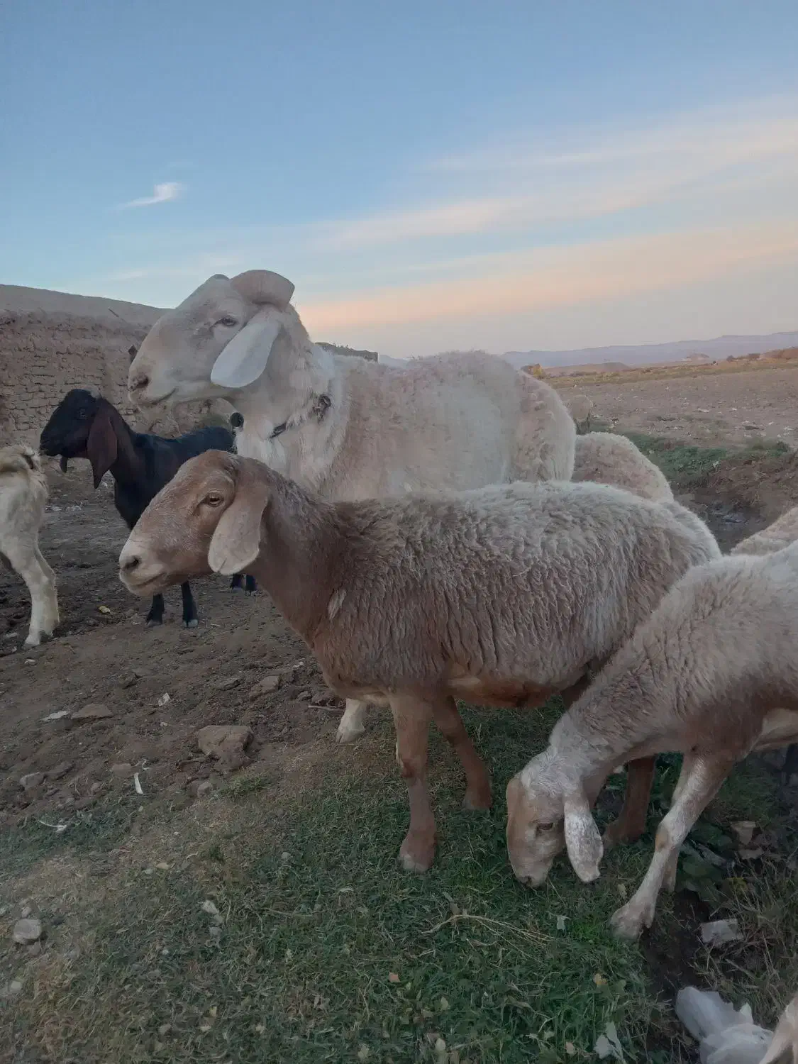 شیشک قوچ چینی درشت و هیکل|حیوانات مزرعه|تربت جام, جامی|دیوار