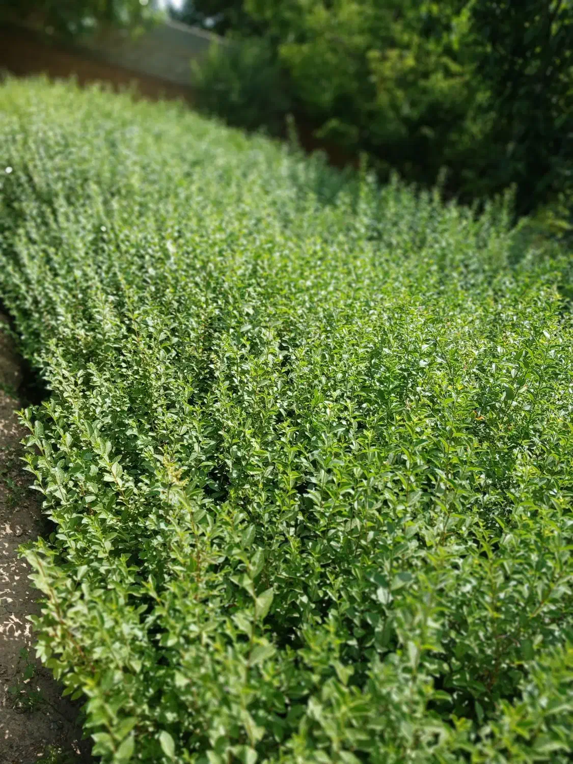 ترون ۲ متری|خدمات باغبانی و درختکاری|فردیس, شهرک ناز|دیوار