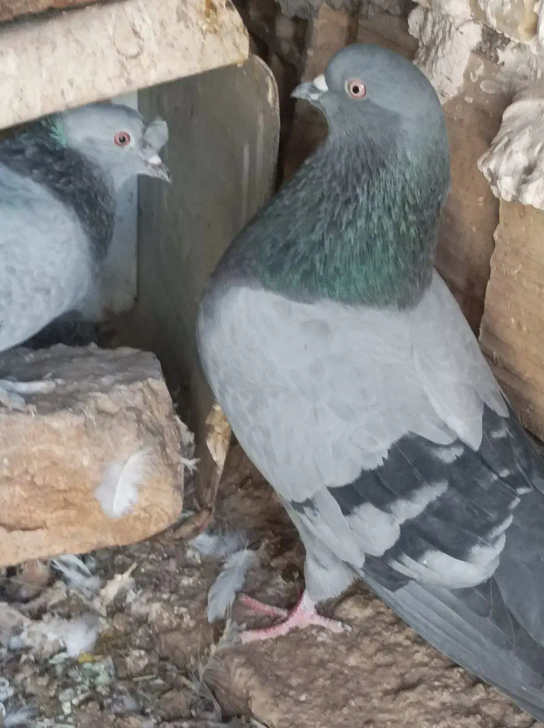 چنتا بازیکن خوشگل|پرنده|فهرج, |دیوار