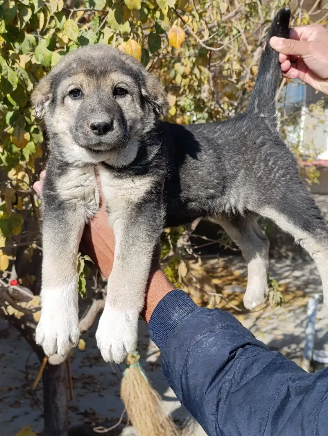 واگذاری توله سگ|سگ|تهران, خانی‌آباد|دیوار