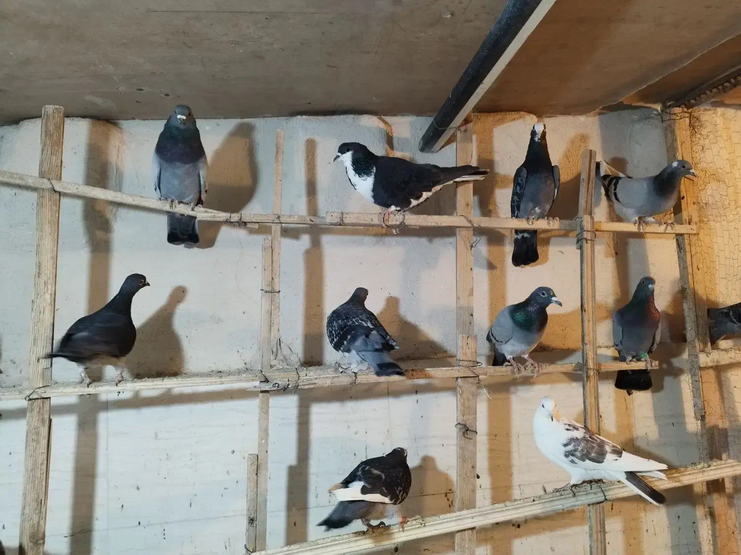 کبوتر|پرنده|یزد, |دیوار