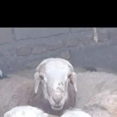 بره نر|حیوانات مزرعه|چترود, |دیوار