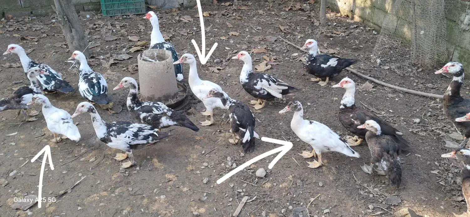 اردک ۴ ماهه اسرائیلی|حیوانات مزرعه|چالوس, |دیوار