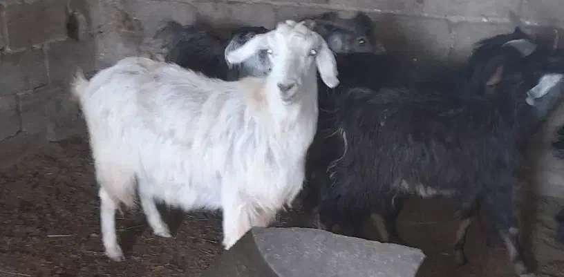 فروش ده راس کهره سبک با دوتا بز|حیوانات مزرعه|بختگان, |دیوار