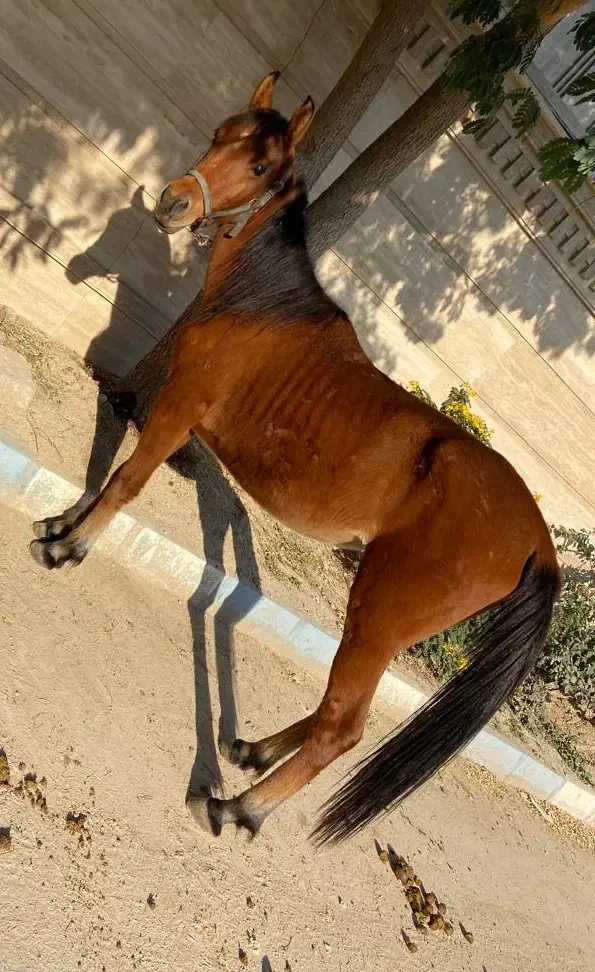 اسب مادیون عرب|اسب و تجهیزات اسبسواری|بوشهر, |دیوار