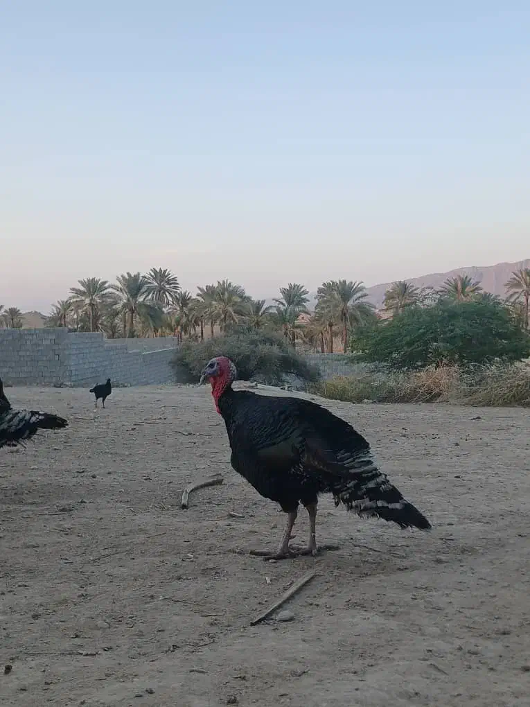 بوقلمون برنز آمریکایی|حیوانات مزرعه|ارم, |دیوار