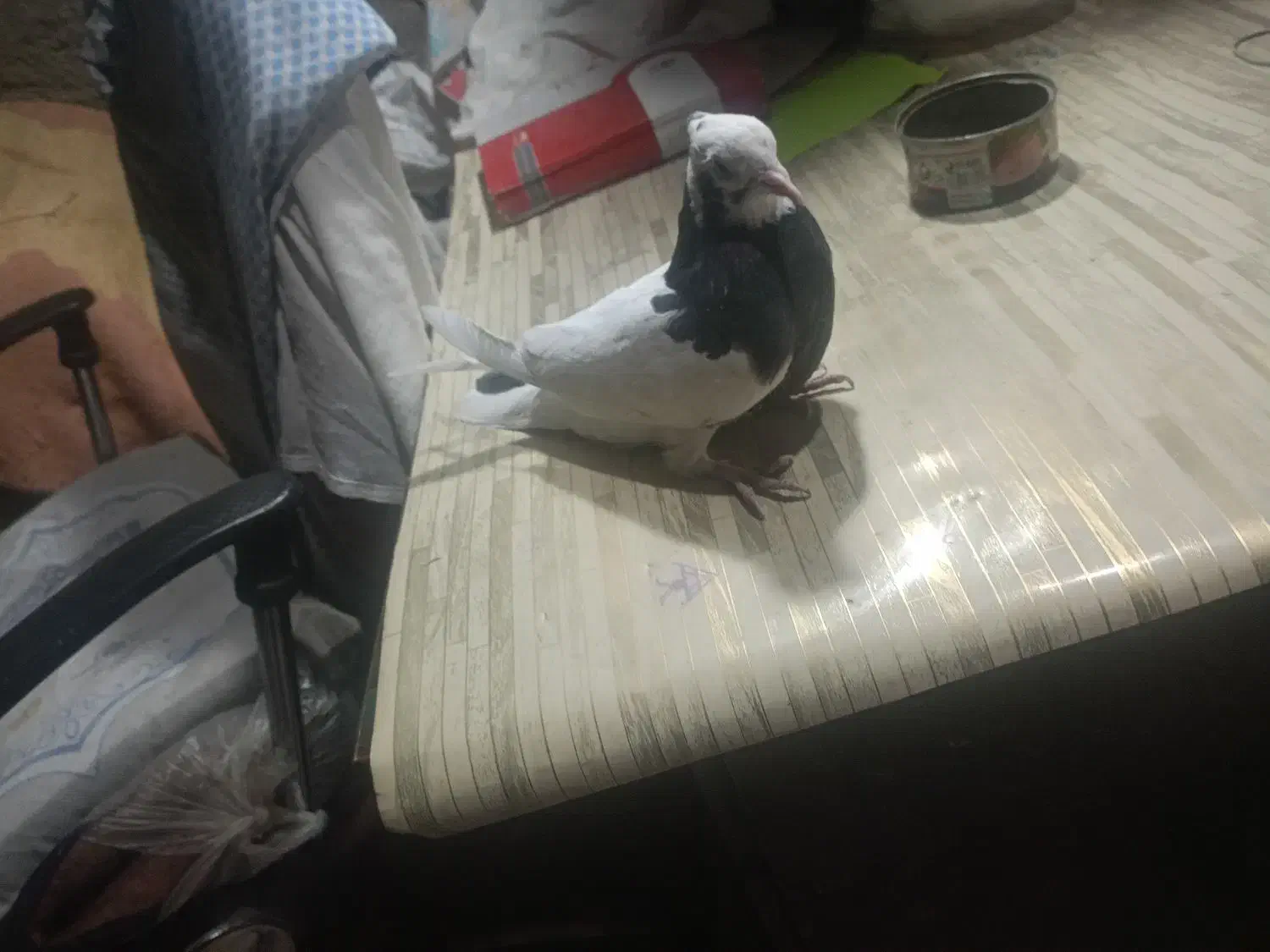 کبوتر|حیوانات|سنندج, |دیوار