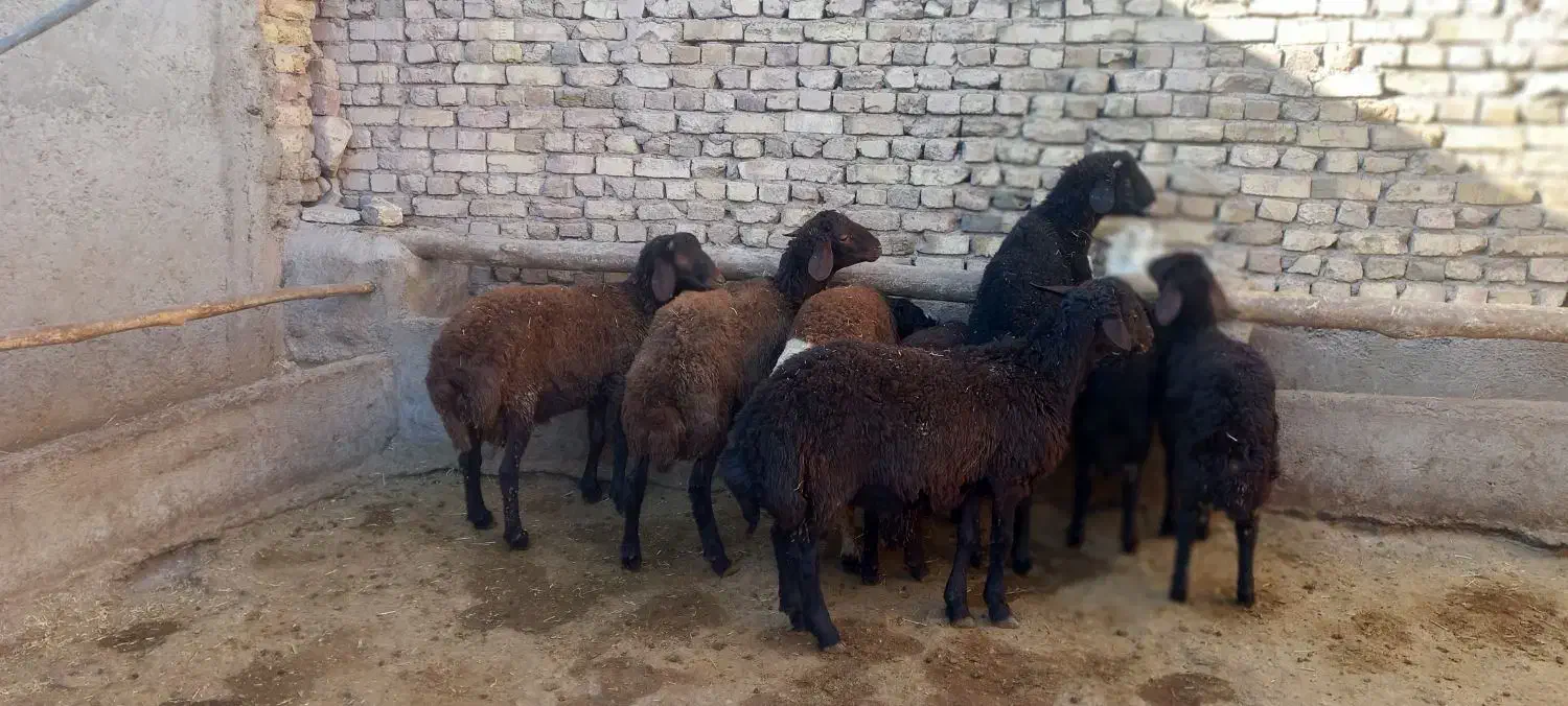 چهار راس بره نره جوان|حیوانات مزرعه|تاکستان, |دیوار