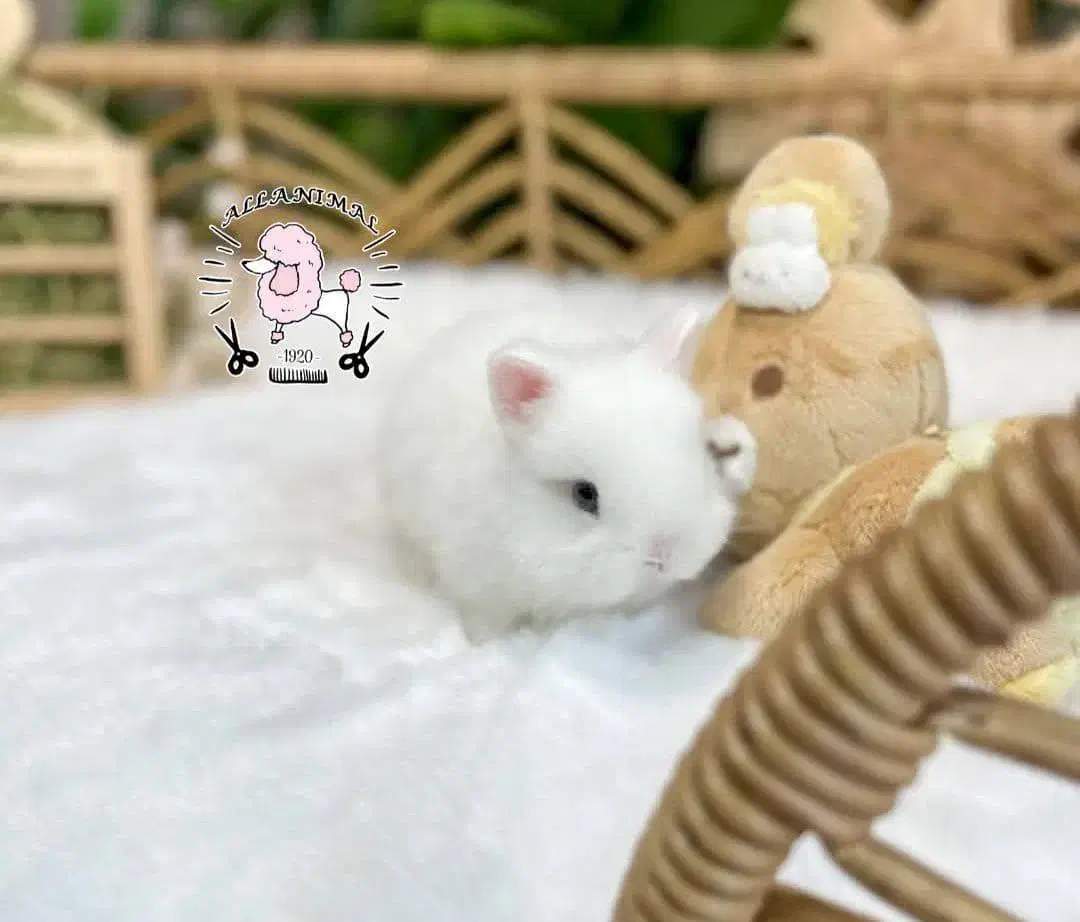 جرسی|موش و خرگوش|اصفهان, جلفا|دیوار