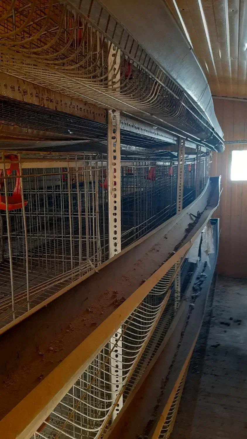 کانکس مرغداری|لوازم جانبی حیوانات|اصفهان, قهاب جنوبی|دیوار