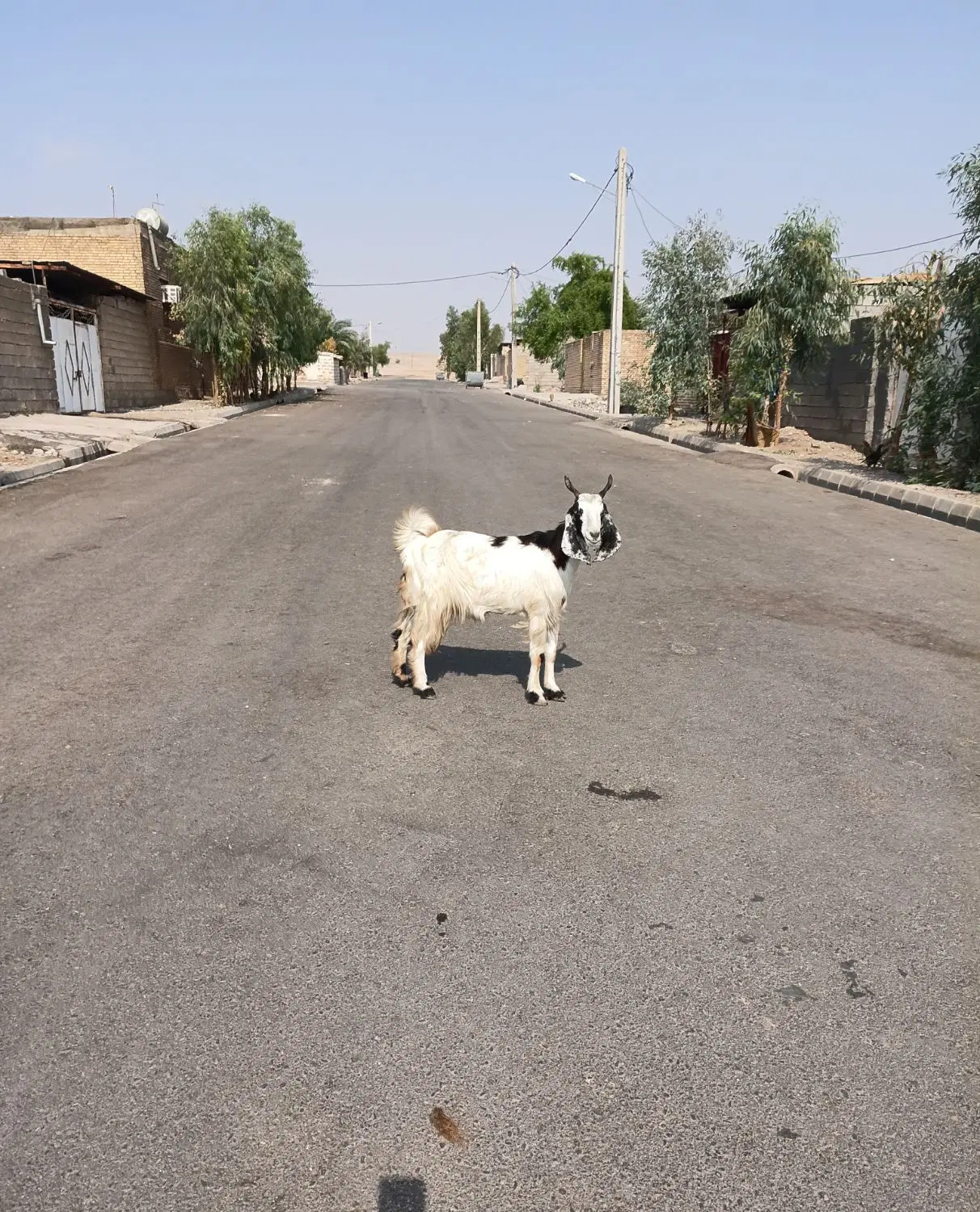 بز‌  ‌|حیوانات مزرعه|دزفول, |دیوار