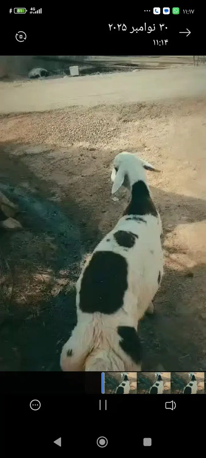 میش|حیوانات مزرعه|بیرانوند, |دیوار