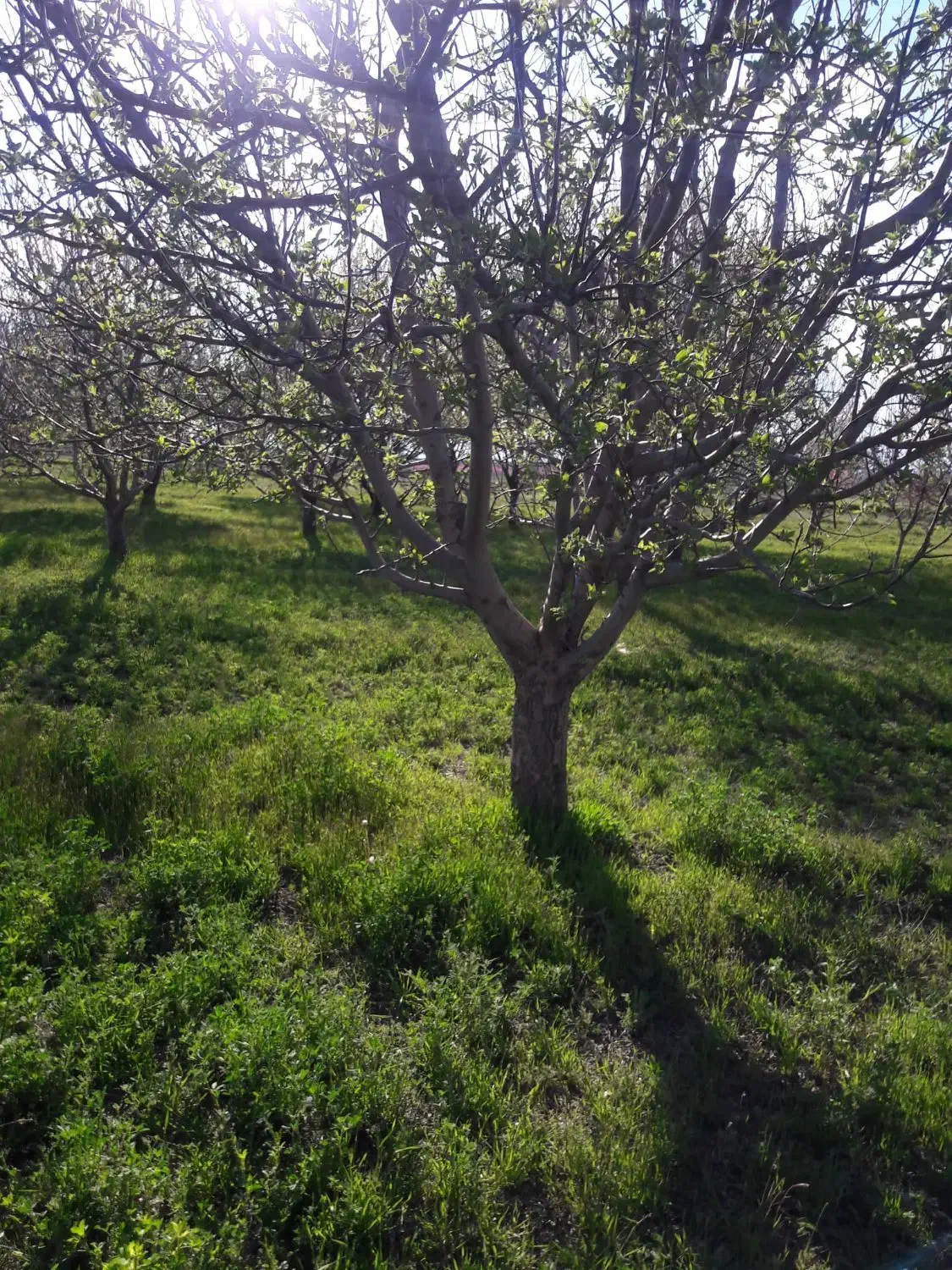 باغ وباغچه زراعی|فروش دفتر صنعتی، کشاورزی، تجاری|محمدبار, |دیوار