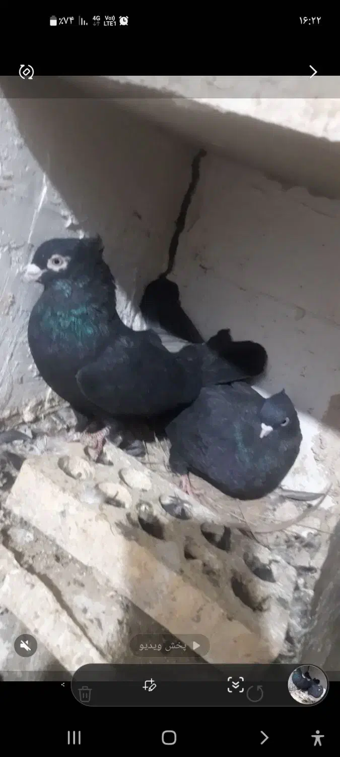 زاغ کلاهی پا لخت بمی .|پرنده|فهرج, |دیوار