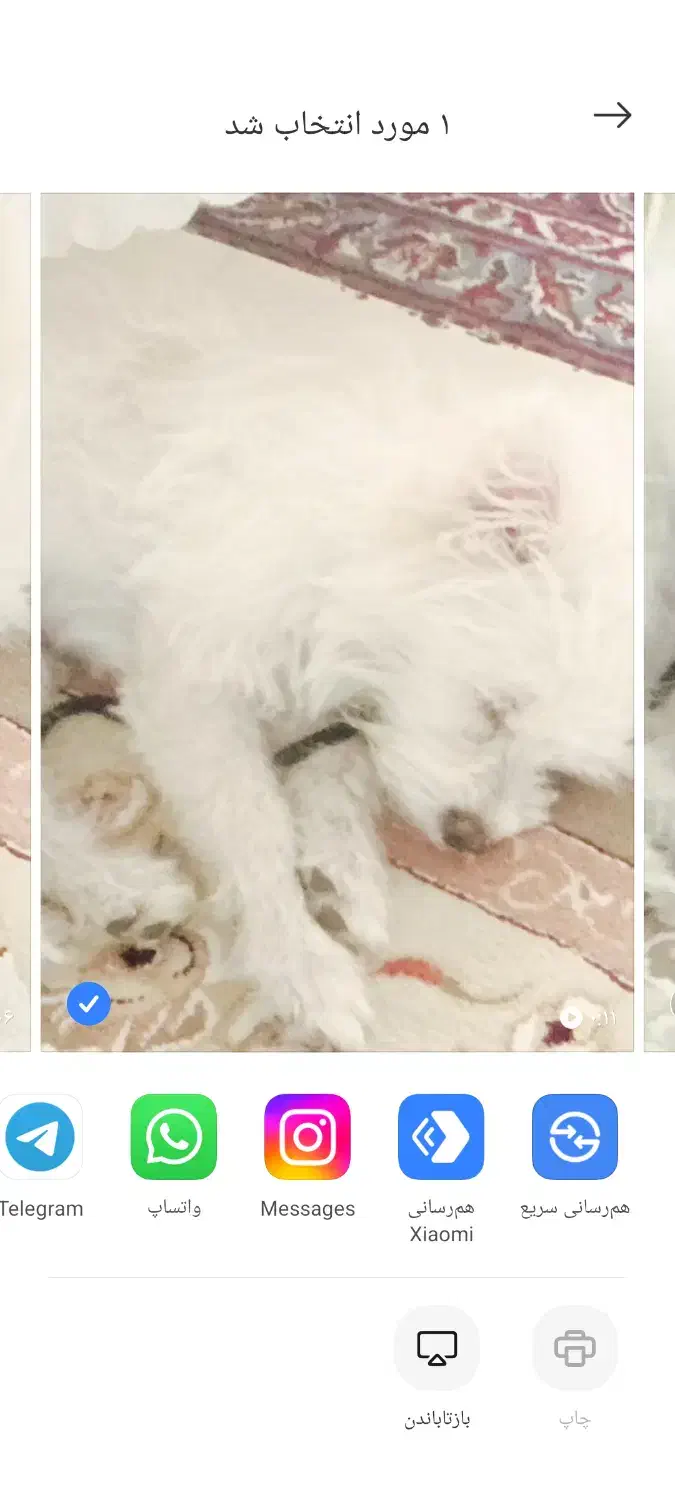 حیوان|سگ|قم, لسانی|دیوار