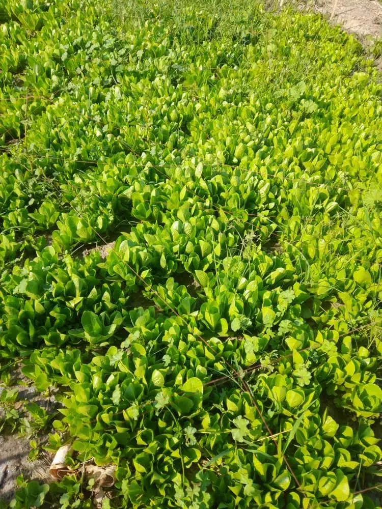 نشاع|خدمات باغبانی و درختکاری|عنبرآباد, |دیوار
