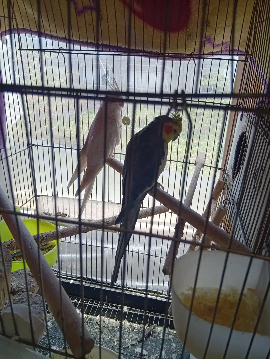 جفت عروس هلندی|پرنده|گلبهار, شهر جدید گلبهار|دیوار