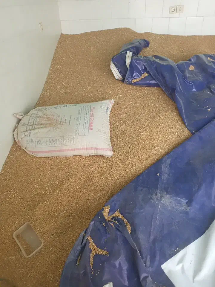 گندم آبی  .ویژه بذر|گل و گیاه طبیعی|شازند, |دیوار