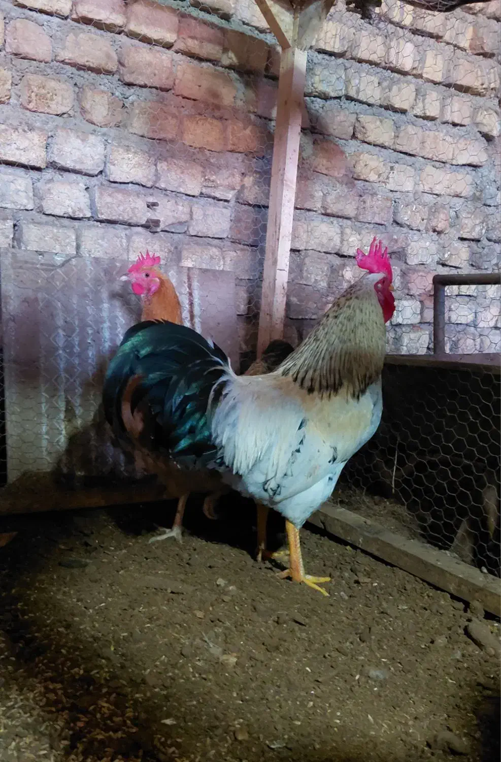 محلیلاری|حیوانات مزرعه|مزرعه کتول, |دیوار