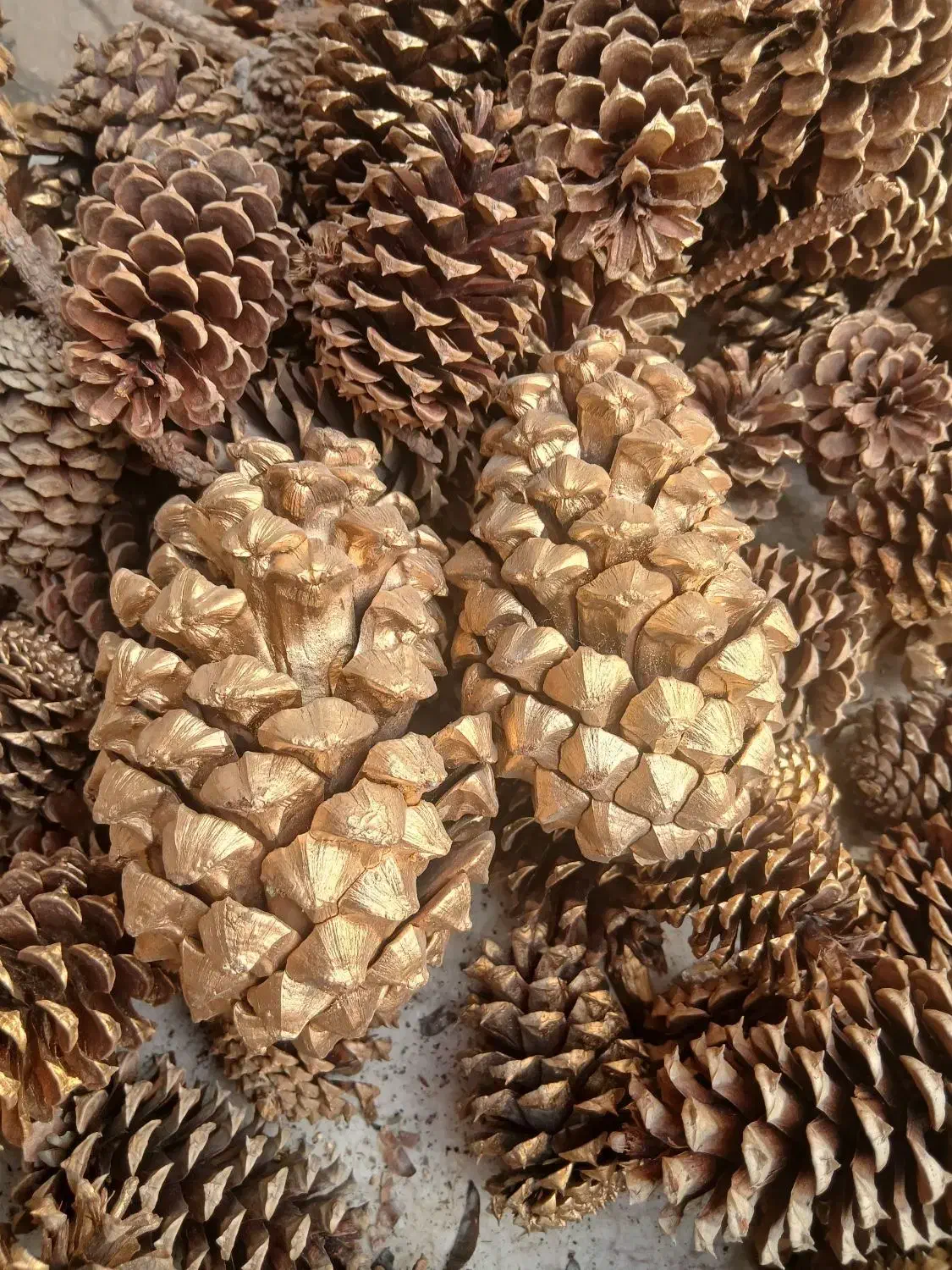 میوه درخت کاج|صنایع دستی و سایر لوازم تزئینی|تهران, آزادشهر|دیوار