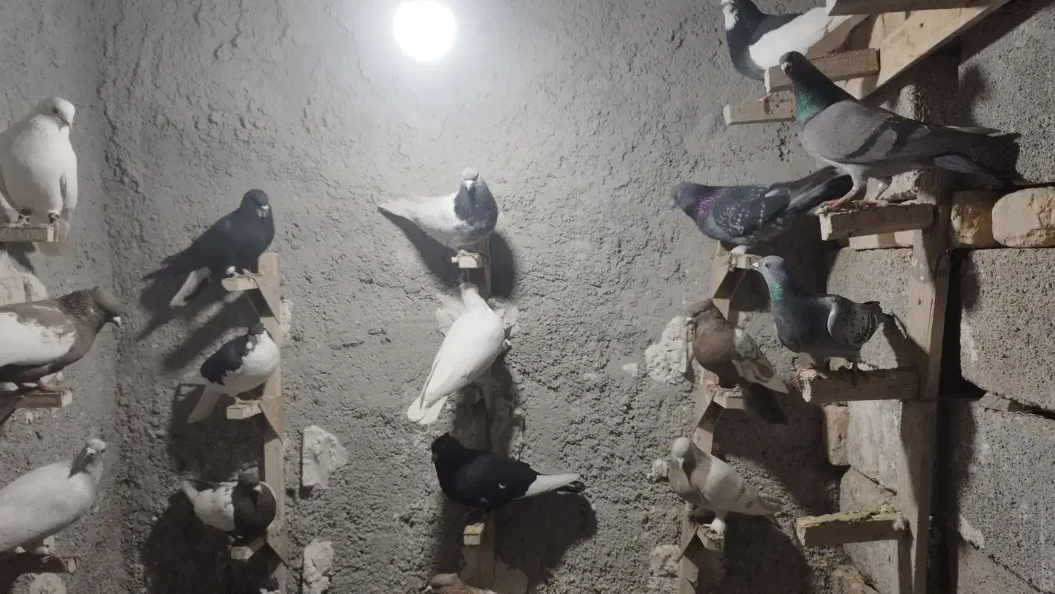 کفتر بهبونی|پرنده|مرودشت, ژیان|دیوار