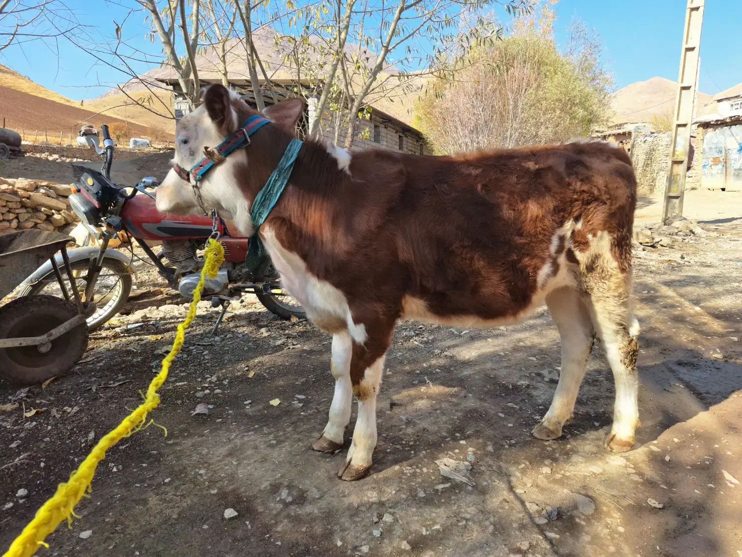 گاو گوساله سیمینتال قرمز|حیوانات مزرعه|مریوان, |دیوار