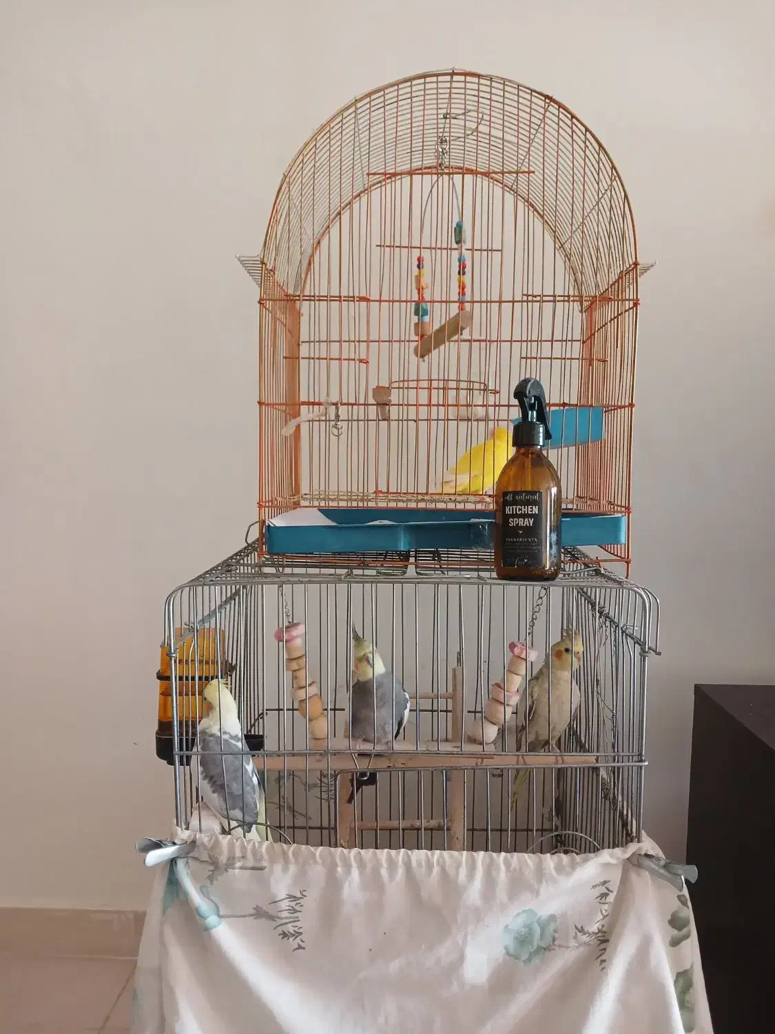 عروس هلندی.وطوطی برزیلی|پرنده|محمدیه-قزوین, |دیوار