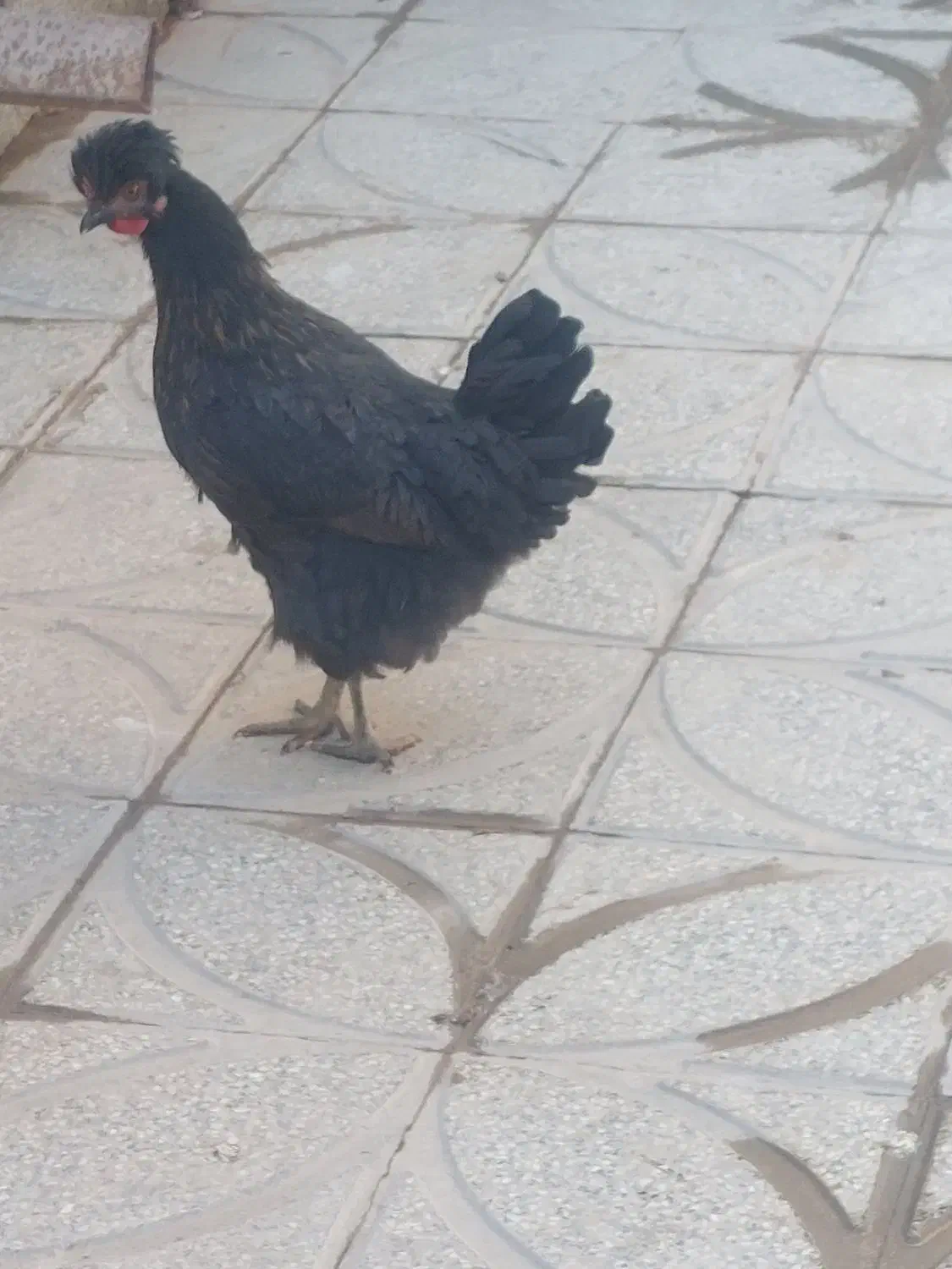 مرغ کاکولی سیاه|حیوانات مزرعه|رباط‌کریم, رباط‌کریم|دیوار