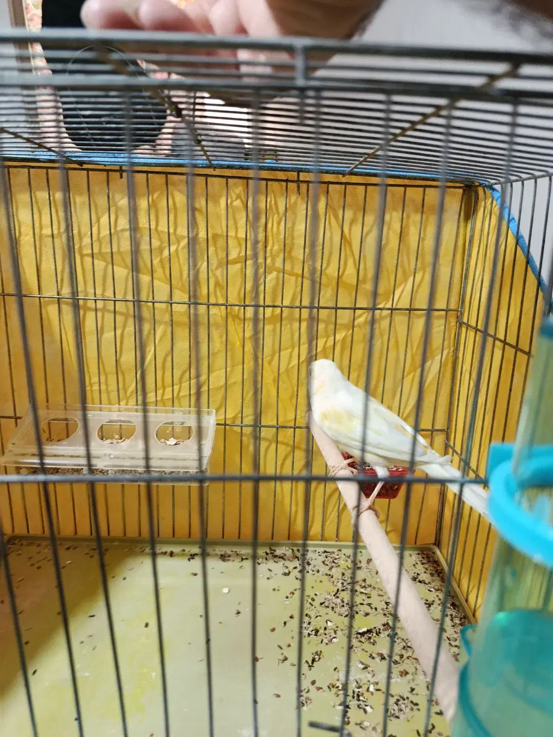 قناری ماده لیمویی مست مست|پرنده|کازرون, |دیوار