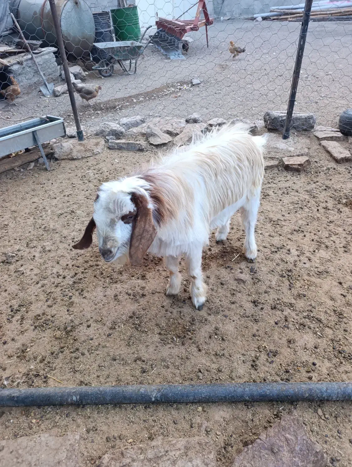 بز غاله نر|حیوانات مزرعه|هرسین, |دیوار