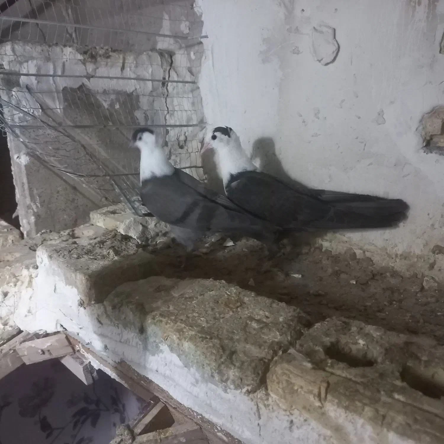 کبوتر رنگی کلاغ کاکلی و ... چناران|پرنده|چناران, |دیوار