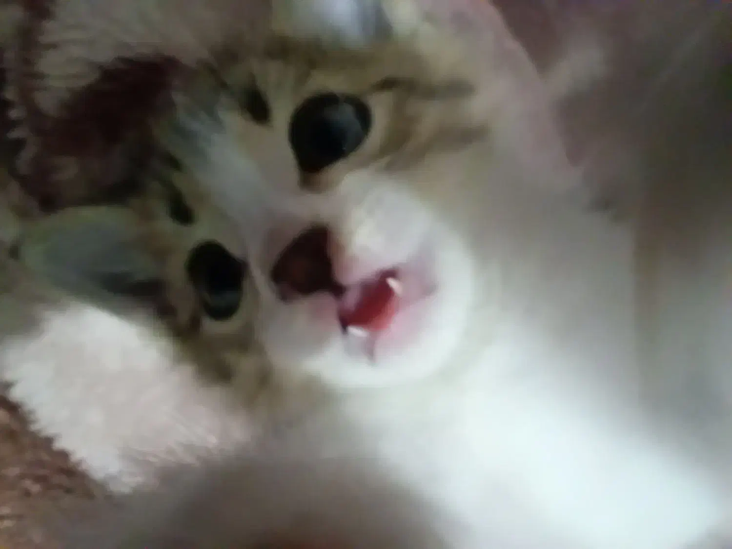 واگذاری بچه گربه|گربه|آمل, |دیوار