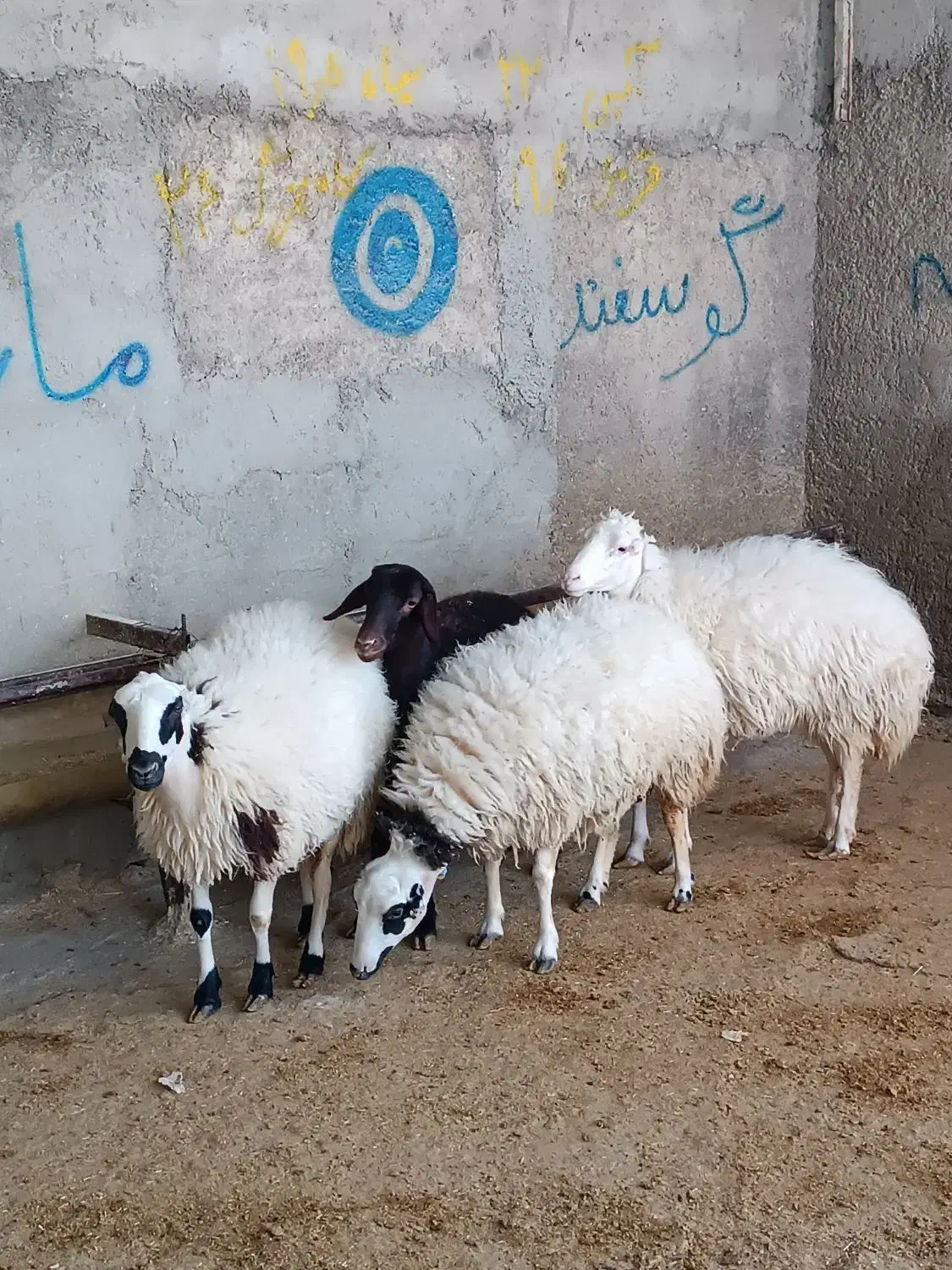 گوسفند میش بره|حیوانات مزرعه|ملکشاهی, |دیوار