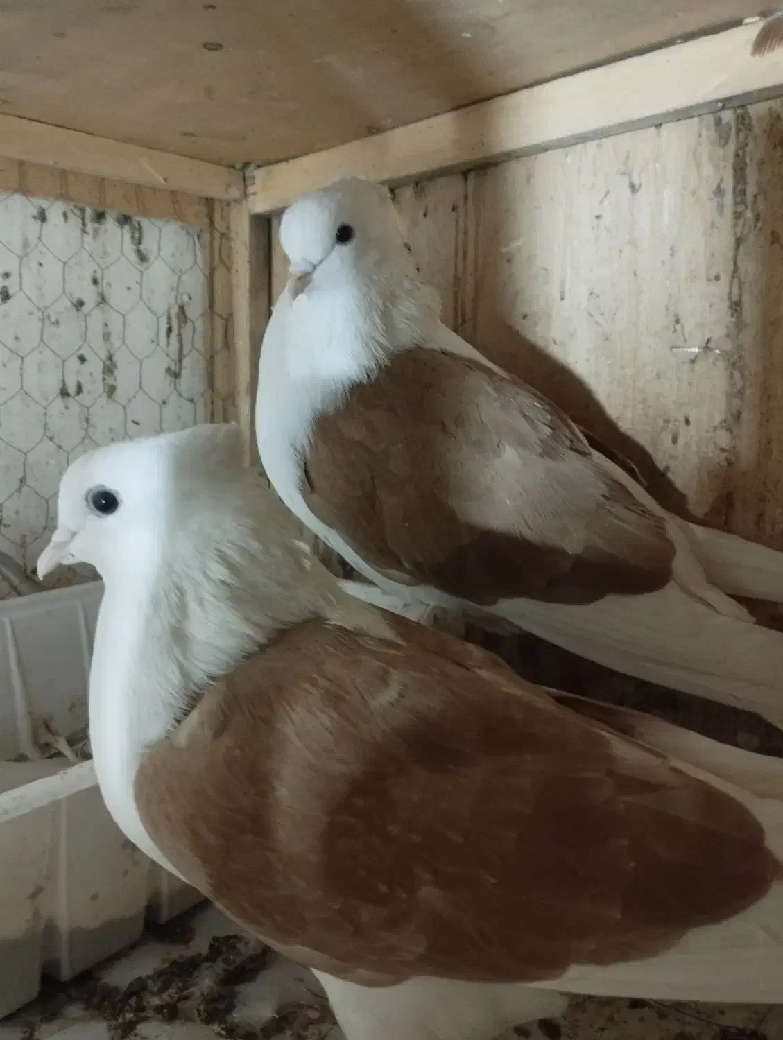 دو عدد کبوتر جفت|پرنده|قرچک, مهدیه|دیوار