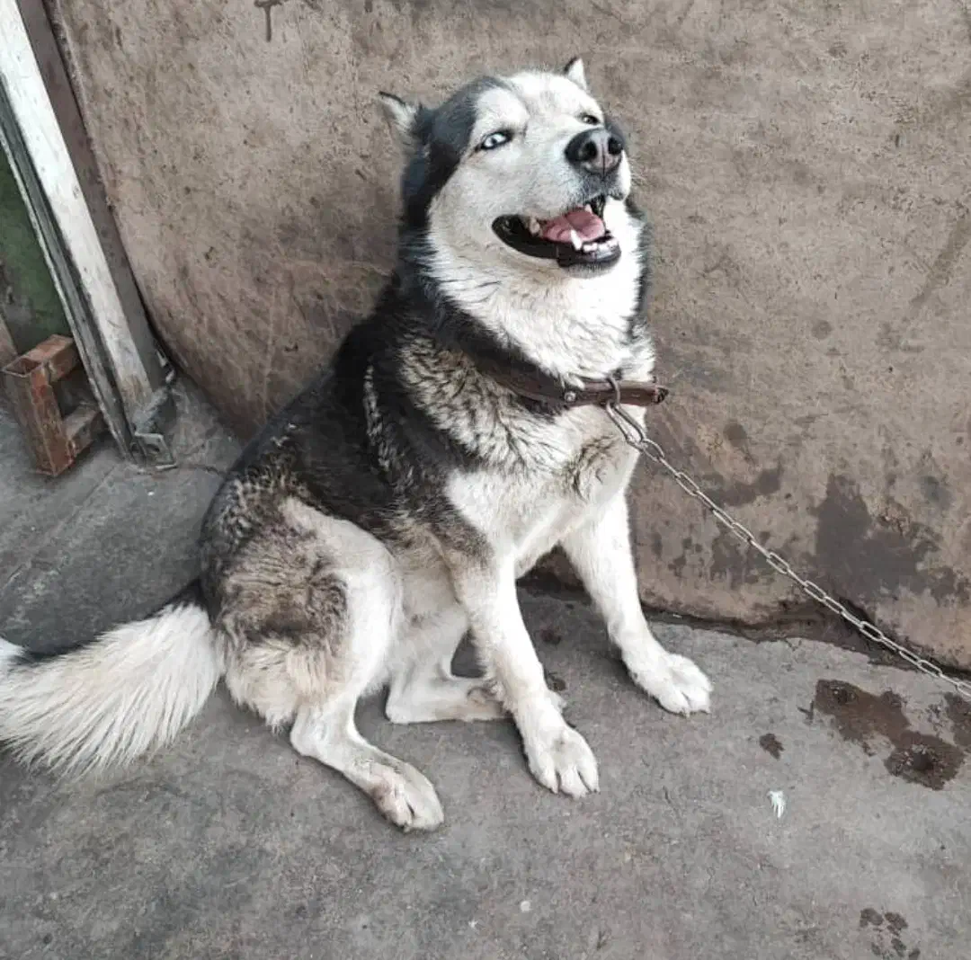 سگ ماده هاسکی|سگ|تهران, دریا|دیوار