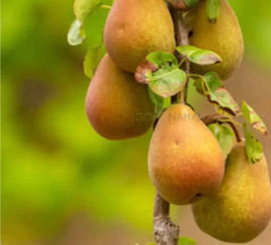 نهال گلابی|گل و گیاه طبیعی|ارومیه, |دیوار