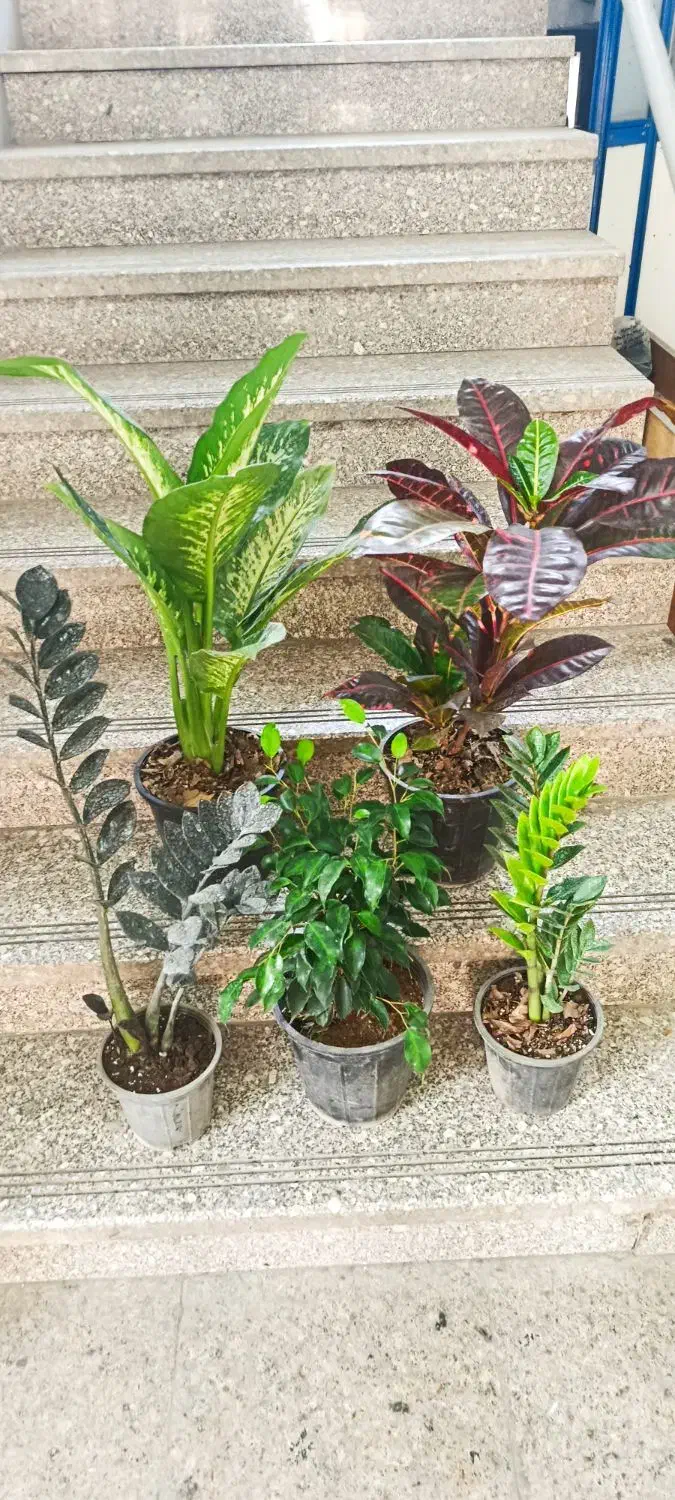 گیاه آپارتمانی ۵ عدد - ارسال رایگان در شرق تهران|گل و گیاه طبیعی|تهران, قاسمآباد|دیوار