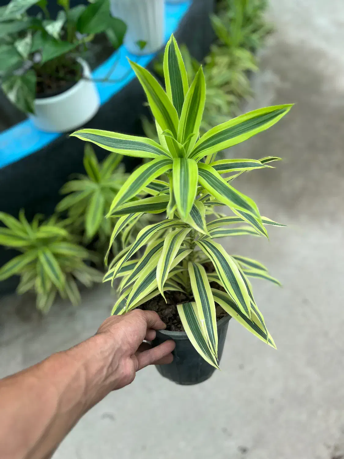 پیله موا طلایی|گل و گیاه طبیعی|رشت, بیجارپس|دیوار