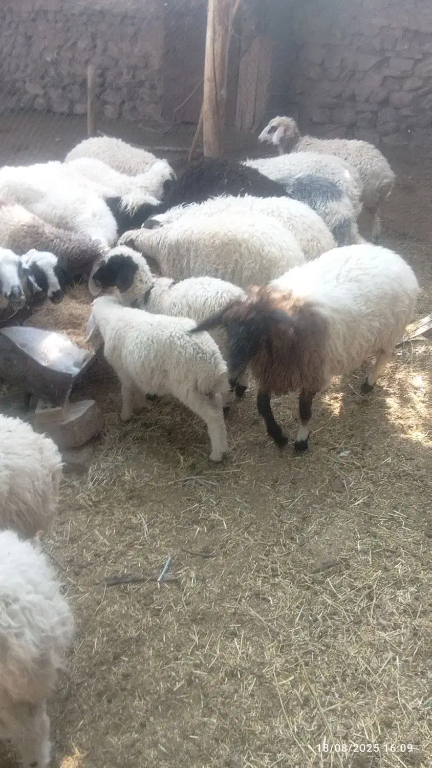 5 تا نر بره گوشتی|حیوانات مزرعه|کرمان, |دیوار