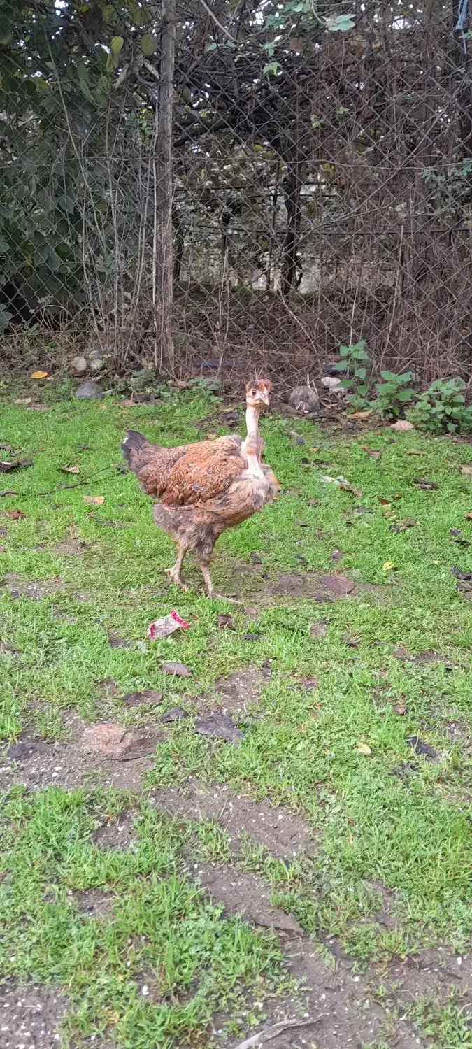 خروس و نیمچه گردن لختی و معمولی|حیوانات مزرعه|تالش, جوکندان|دیوار