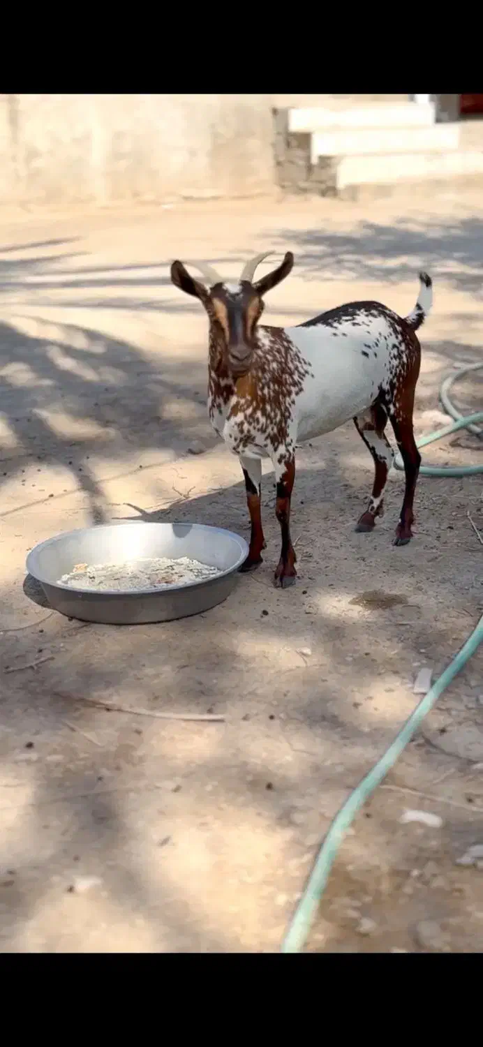 جنس اهو|حیوانات مزرعه|یزد, |دیوار