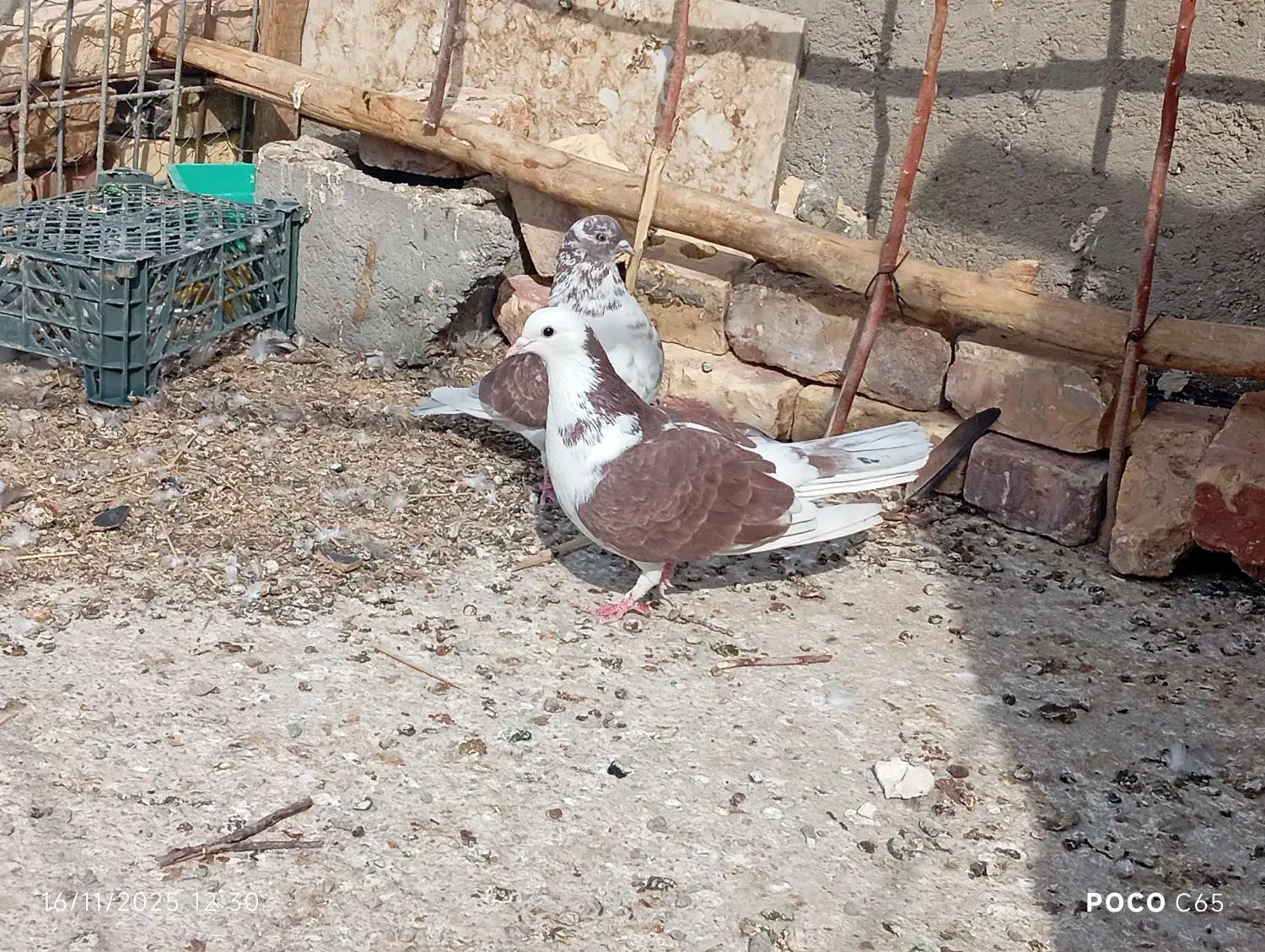 کبوتر|پرنده|زابل, |دیوار